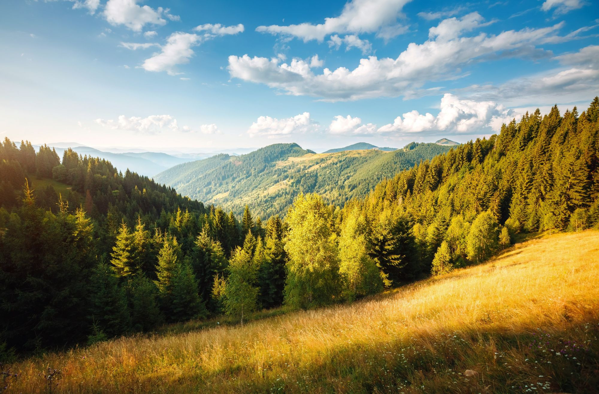 Psykologisk rådgivning